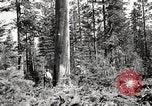 Immagine di Coltivazione di legname e il logging California United States USA, 1931, secondo 38 filmato di repertorio 65675025581