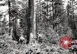 Immagine di Coltivazione di legname e il logging California United States USA, 1931, secondo 39 filmato di repertorio 65675025581