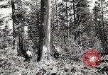 Immagine di Coltivazione di legname e il logging California United States USA, 1931, secondo 40 filmato di repertorio 65675025581