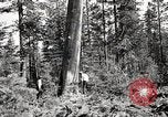 Immagine di Coltivazione di legname e il logging California United States USA, 1931, secondo 41 filmato di repertorio 65675025581