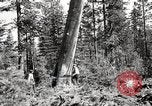 Immagine di Coltivazione di legname e il logging California United States USA, 1931, secondo 42 filmato di repertorio 65675025581