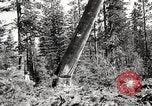 Immagine di Coltivazione di legname e il logging California United States USA, 1931, secondo 43 filmato di repertorio 65675025581