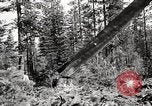 Immagine di Coltivazione di legname e il logging California United States USA, 1931, secondo 44 filmato di repertorio 65675025581