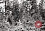 Immagine di Coltivazione di legname e il logging California United States USA, 1931, secondo 45 filmato di repertorio 65675025581