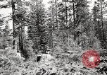 Immagine di Coltivazione di legname e il logging California United States USA, 1931, secondo 46 filmato di repertorio 65675025581