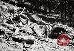 Immagine di Coltivazione di legname e il logging California United States USA, 1931, secondo 57 filmato di repertorio 65675025581