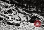 Immagine di Coltivazione di legname e il logging California United States USA, 1931, secondo 58 filmato di repertorio 65675025581