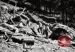 Immagine di Coltivazione di legname e il logging California United States USA, 1931, secondo 59 filmato di repertorio 65675025581