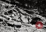 Immagine di Coltivazione di legname e il logging California United States USA, 1931, secondo 60 filmato di repertorio 65675025581
