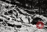 Immagine di Coltivazione di legname e il logging California United States USA, 1931, secondo 61 filmato di repertorio 65675025581