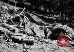 Immagine di Coltivazione di legname e il logging California United States USA, 1931, secondo 62 filmato di repertorio 65675025581