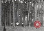 Immagine di Importanza della foresta Los Angeles California USA, 1935, secondo 23 filmato di repertorio 65675025582