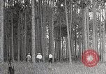 Immagine di Importanza della foresta Los Angeles California USA, 1935, secondo 24 filmato di repertorio 65675025582
