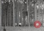 Immagine di Importanza della foresta Los Angeles California USA, 1935, secondo 27 filmato di repertorio 65675025582