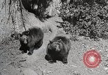 Image of USA forest scenes early 1900s United States USA, 1925, second 6 stock footage video 65675025583
