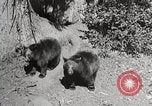 Image of USA forest scenes early 1900s United States USA, 1925, second 7 stock footage video 65675025583