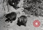 Image of USA forest scenes early 1900s United States USA, 1925, second 8 stock footage video 65675025583