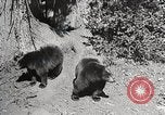 Image of USA forest scenes early 1900s United States USA, 1925, second 9 stock footage video 65675025583