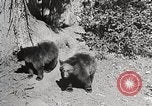 Image of USA forest scenes early 1900s United States USA, 1925, second 10 stock footage video 65675025583
