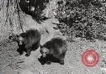 Image of USA forest scenes early 1900s United States USA, 1925, second 11 stock footage video 65675025583