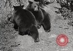 Image of USA forest scenes early 1900s United States USA, 1925, second 12 stock footage video 65675025583