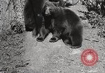 Image of USA forest scenes early 1900s United States USA, 1925, second 13 stock footage video 65675025583