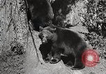 Image of USA forest scenes early 1900s United States USA, 1925, second 15 stock footage video 65675025583