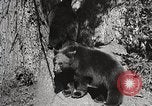 Image of USA forest scenes early 1900s United States USA, 1925, second 16 stock footage video 65675025583
