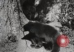 Image of USA forest scenes early 1900s United States USA, 1925, second 17 stock footage video 65675025583