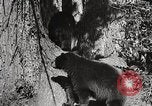 Image of USA forest scenes early 1900s United States USA, 1925, second 18 stock footage video 65675025583