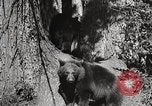 Image of USA forest scenes early 1900s United States USA, 1925, second 19 stock footage video 65675025583