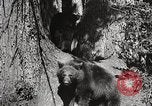 Image of USA forest scenes early 1900s United States USA, 1925, second 20 stock footage video 65675025583