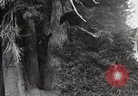 Image of USA forest scenes early 1900s United States USA, 1925, second 21 stock footage video 65675025583