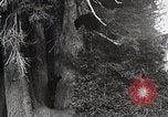 Image of USA forest scenes early 1900s United States USA, 1925, second 22 stock footage video 65675025583