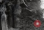 Image of USA forest scenes early 1900s United States USA, 1925, second 23 stock footage video 65675025583