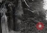 Image of USA forest scenes early 1900s United States USA, 1925, second 24 stock footage video 65675025583