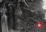 Image of USA forest scenes early 1900s United States USA, 1925, second 25 stock footage video 65675025583