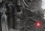 Image of USA forest scenes early 1900s United States USA, 1925, second 26 stock footage video 65675025583