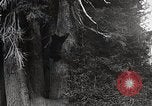 Image of USA forest scenes early 1900s United States USA, 1925, second 27 stock footage video 65675025583