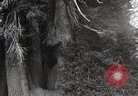 Image of USA forest scenes early 1900s United States USA, 1925, second 28 stock footage video 65675025583