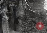 Image of USA forest scenes early 1900s United States USA, 1925, second 29 stock footage video 65675025583