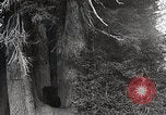 Image of USA forest scenes early 1900s United States USA, 1925, second 30 stock footage video 65675025583