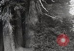 Image of USA forest scenes early 1900s United States USA, 1925, second 31 stock footage video 65675025583