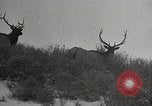 Image of USA forest scenes early 1900s United States USA, 1925, second 32 stock footage video 65675025583
