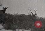 Image of USA forest scenes early 1900s United States USA, 1925, second 33 stock footage video 65675025583