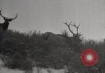 Image of USA forest scenes early 1900s United States USA, 1925, second 36 stock footage video 65675025583