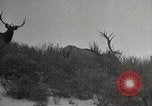 Image of USA forest scenes early 1900s United States USA, 1925, second 37 stock footage video 65675025583