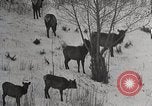 Image of USA forest scenes early 1900s United States USA, 1925, second 38 stock footage video 65675025583