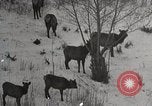Image of USA forest scenes early 1900s United States USA, 1925, second 39 stock footage video 65675025583