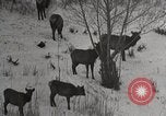 Image of USA forest scenes early 1900s United States USA, 1925, second 40 stock footage video 65675025583